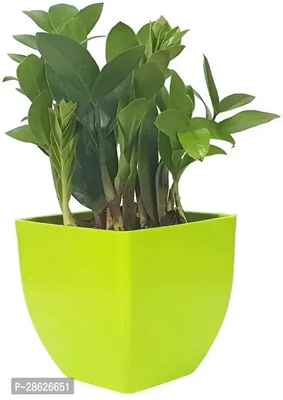 Platone ZZ Plant Natural Plant Decorative Air Purifying Indoor ZZ or Zamiifolia Plant (Zamioculcas Zamiifolia Plant)