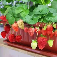 Platone Strawberry Plant Strawberry Plant-thumb2