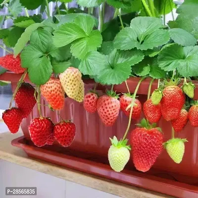 Platone Strawberry Plant Strawberry Plant-thumb3