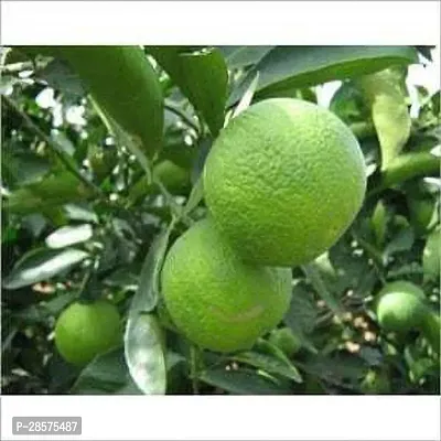 Platone Sweet Lemon Plant Thai mousambi