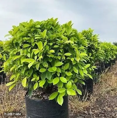 Platone Ficus Plant Ficus Plant-thumb0