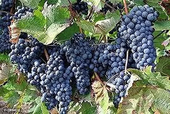 Platone Grape Plant GRAPES PLANT VV775-thumb0