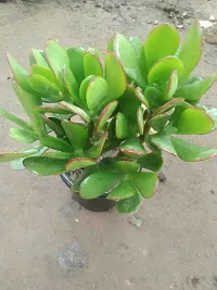 Platone Crassula Plant CRASULAOVATA MONEY PLANT-thumb1