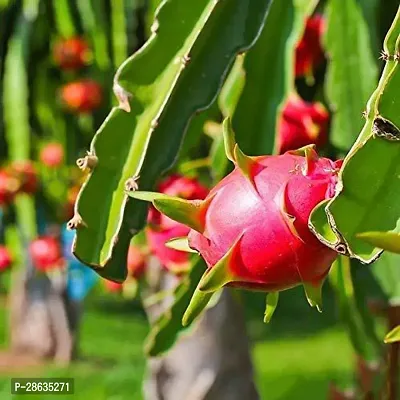 Platone Dragon Tree Dragon plant Fruit - Fruit PlantsTree plants