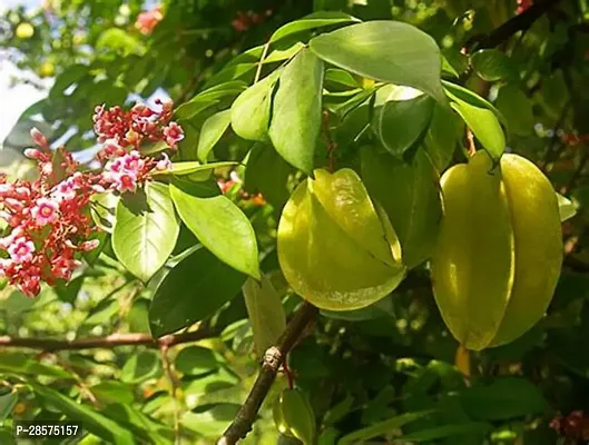 Platone Star Fruit Carambola Grafted Plant Star Fruit Plant A9