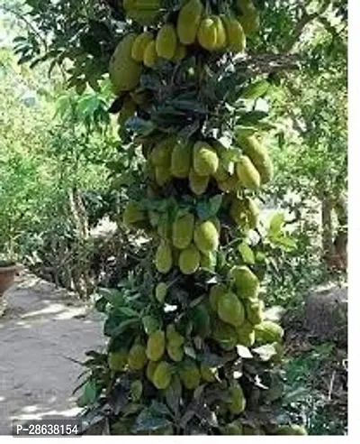 Platone Jack Fruit Plant Vietnam All Time jackfruitVery Sweet Taste 1 healthy Grafted Live Jackfruit Plant in nursery Grow Bag(CHINMAY)-thumb0