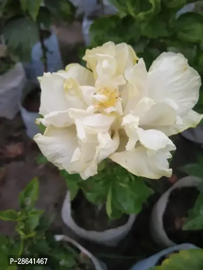 Platone Hibiscus Plant BB1-White Double hibiscus