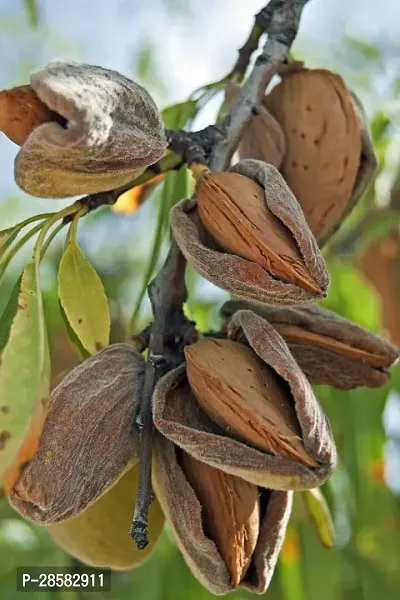 Platone Almond Plant Almond Plant