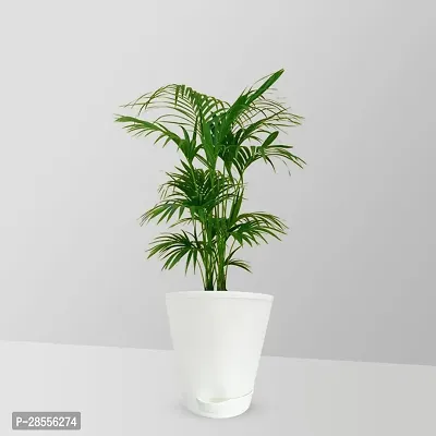 Platone Phoneix Palm Plant Rhapis Palm Plant_02