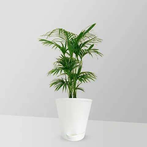 Trendy Plant & Planters 