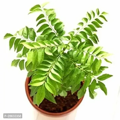 Platone Curry Leaf Plant Curry_Leaf20-thumb0