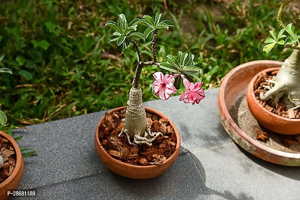 Platone Adenium Plant adenium plant 5006-thumb0