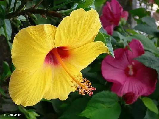 Platone Hibiscus Plant Hibiscus Joba Yellow in Colour Live Plant Disha-14