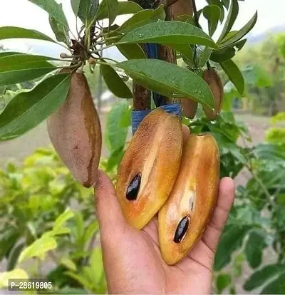 Platone Chiku Plant Banana