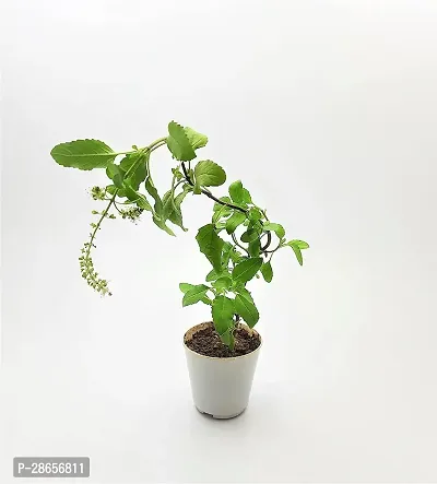 Platone Tulsi Plant 12355-thumb0