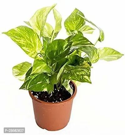 Platone Money Plant Indoor Green Money Plant (Pot included)