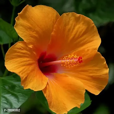 Platone Hibiscus Plant Orange HibiscusGudhal BeautifulOrnamental Flower