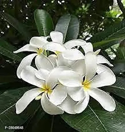 Platone Plumeria Plant HMPA63-thumb0