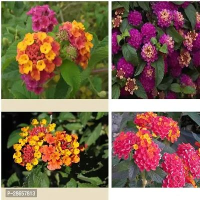 Platone Lantana Plant laltana51