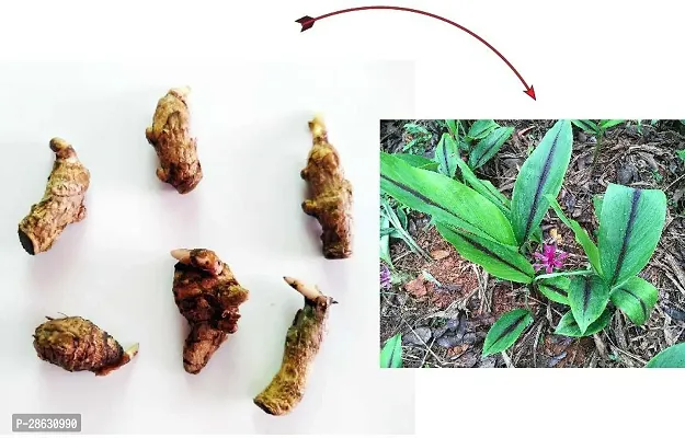 Platone Turmeric Plant Go Siddhi Kali Haldi SeedsRhizomes | Black Turmeric Rhizomes for plantation (100)