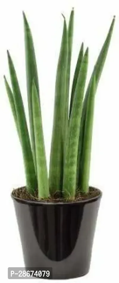 Platone Snake Plant Nature Green Snake Plant-thumb0