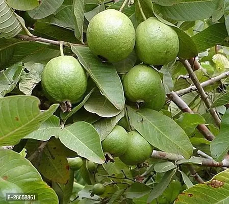 Platone Guava Plant Guava plant