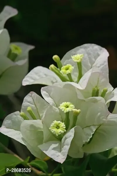 Platone Bougainvillea Plant Bongainvillea Plant