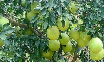 Platone Lemon Plant Pomelo plant001-thumb2