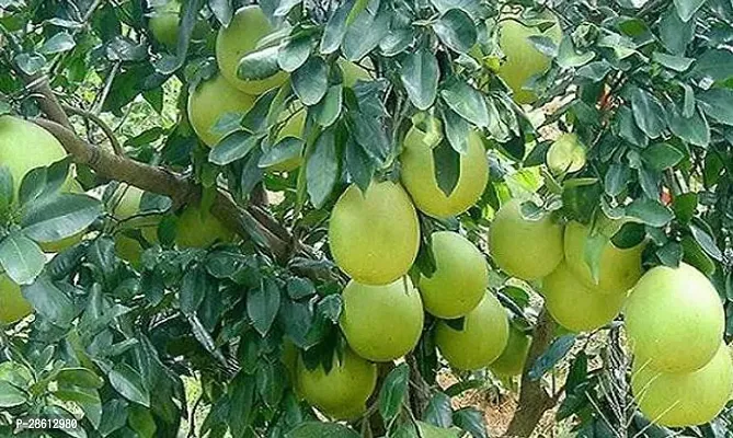 Platone Lemon Plant Pomelo plant001-thumb3