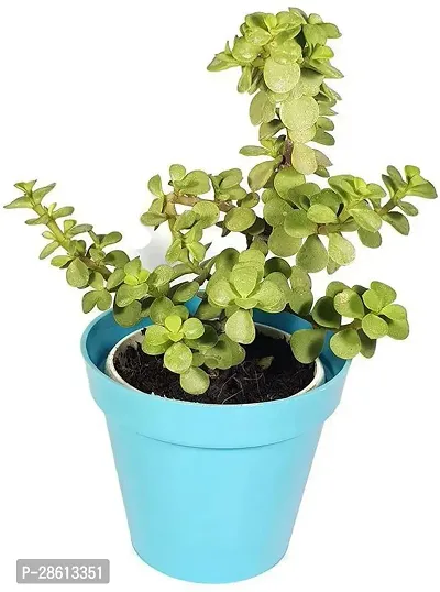 Platone Jade Plant Natural Plant Lucky JadeGood Luck Feng Shui Natural Plant