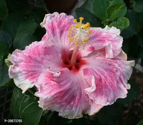 Platone Hibiscus Plant MGT52