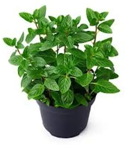 Best Selling Plant & Planters 