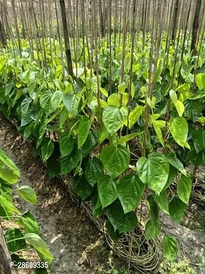 Platone Betel Leaf Plant Betel LeafPan Live Plant Pack of 3 CF03