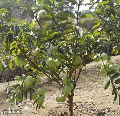 Platone Guava Plant B227-thumb0