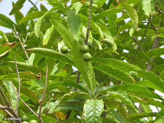 Platone Rudraksha Plant Rudraksha Plant