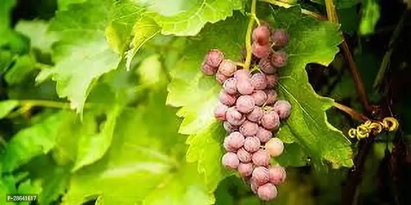 Platone Grape Plant GRAPES PLANT EEVVNN