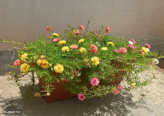 Platone Portulaca Plant GASH084