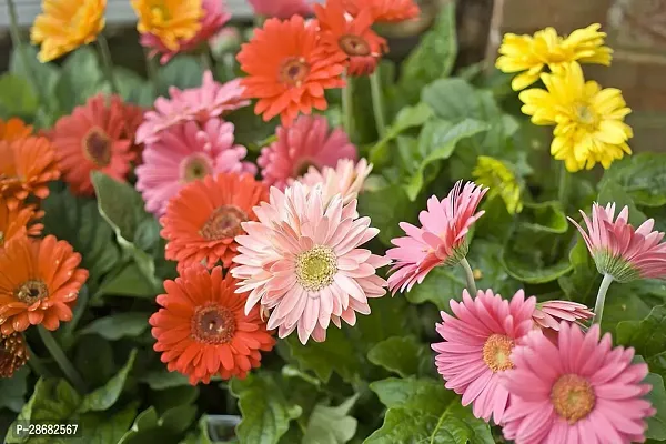 Platone Gerbera Plant GERBERA PLANT-Z3-thumb2