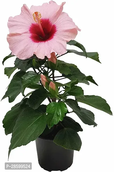 Platone Hibiscus Plant Pink Hibiscus Plant