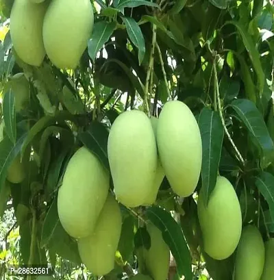 Platone Mango Plant GRAFTING ALL TIME MANGO FRUIT PLANT-thumb0