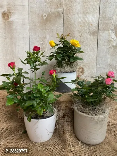 Platone Rose Plant Rose Flower Plant (pack Of 3)