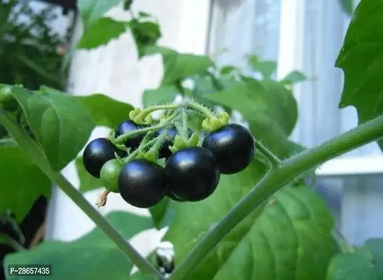 Platone ZZ Plant Gardens LiveBlack Solanum NigrumKali Makoi Medicinal Plant 1 Healthy Live Plant With Plastic Bag