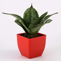 Platone Money Plant WoodGibbsGifts-WB-181-thumb1