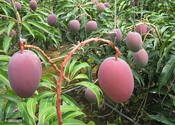 Platone Mango Plant nbsp;Thailand Mango Tree plant Nam-Dok-Mai Si Mueng 18 inchTall Thai Purple Mango Juicy Fruit