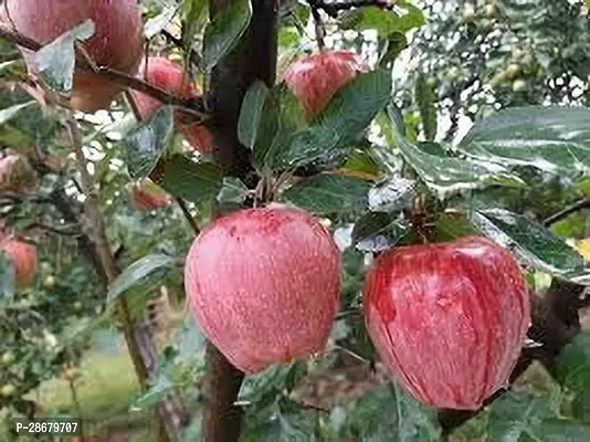 Platone Apple Plant Kashmiri Apple plant-thumb0