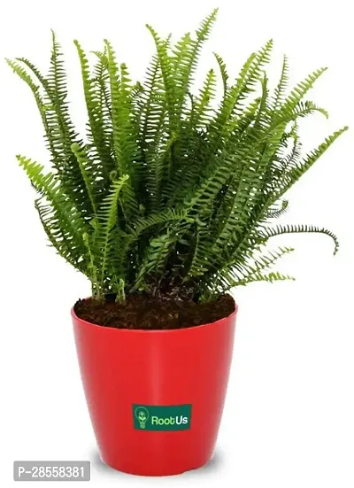 Platone Fern Plant modfern6