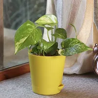 Platone Money Plant RTPLANT-10-thumb2