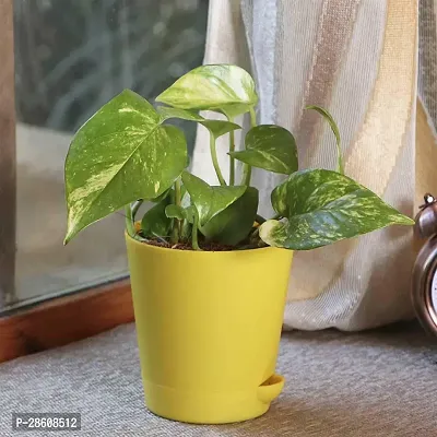 Platone Money Plant RTPLANT-10-thumb3