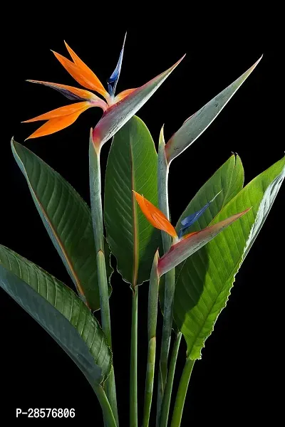 Platone Bird of Paradise Plant Bird Of ParadiseCrane Flower Plant-thumb0