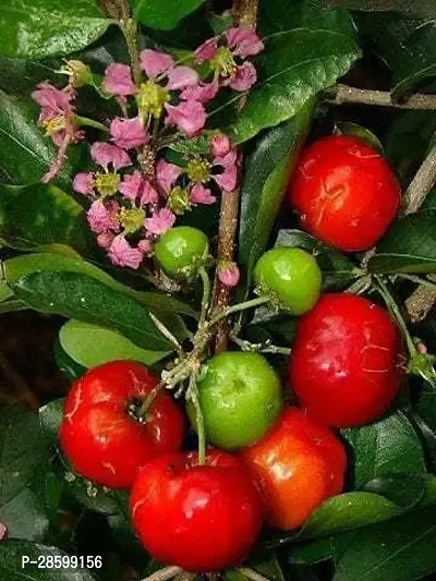 Platone Cherry Fruit Plant BARBADOS CHERRY PLANT-thumb0